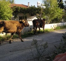 Milking Time at Local Farm