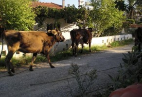 Milking Time at Local Farm